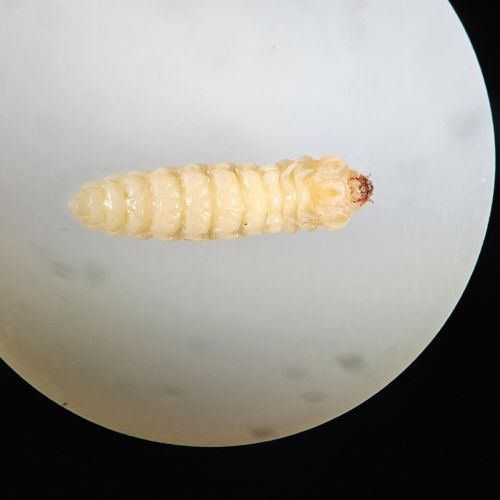 Serropalpus barbatus