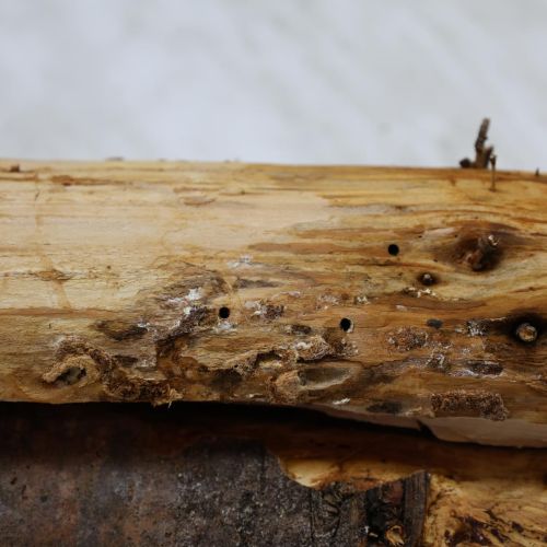 Serropalpus barbatus