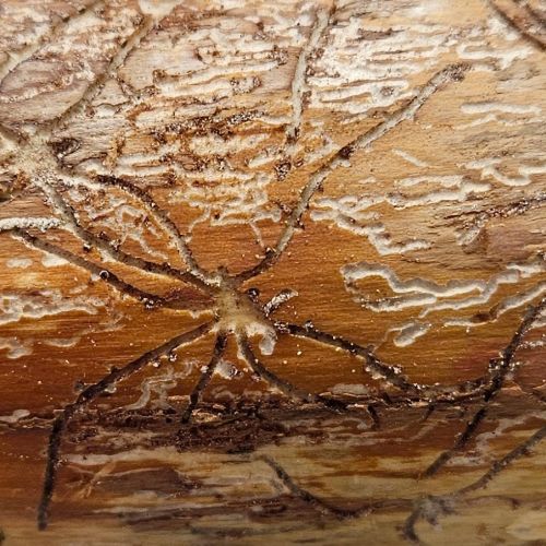 Pityophthorus pityographus