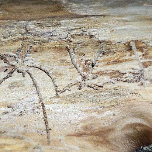 Pityophthorus pityographus