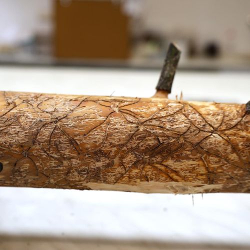 Pityophthorus pityographus