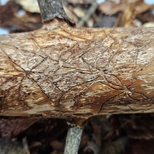 Pityophthorus pityographus