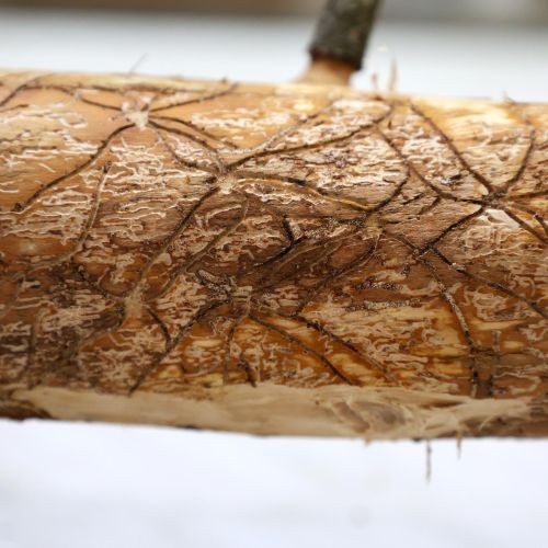 Pityophthorus pityographus