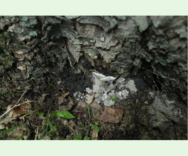 Kretzschmaria deusta