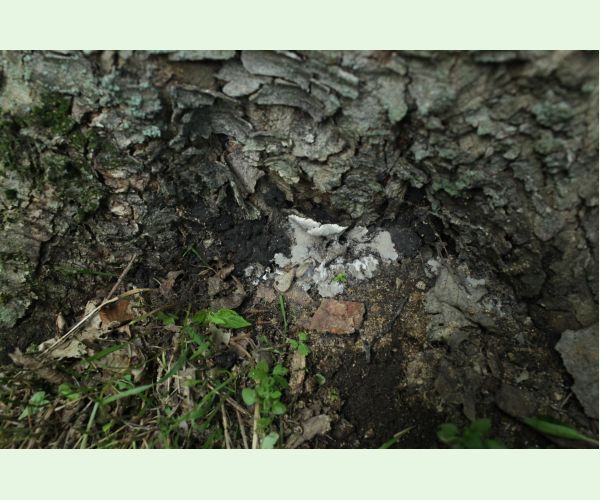 Kretzschmaria deusta