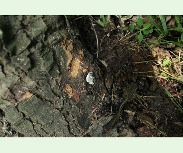 Kretzschmaria deusta