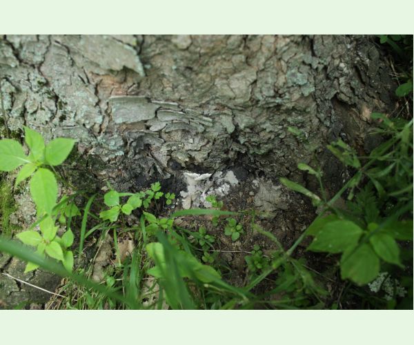 Kretzschmaria deusta