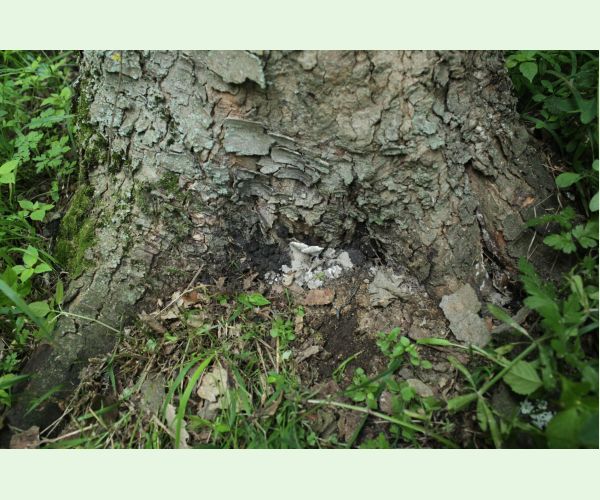 Kretzschmaria deusta