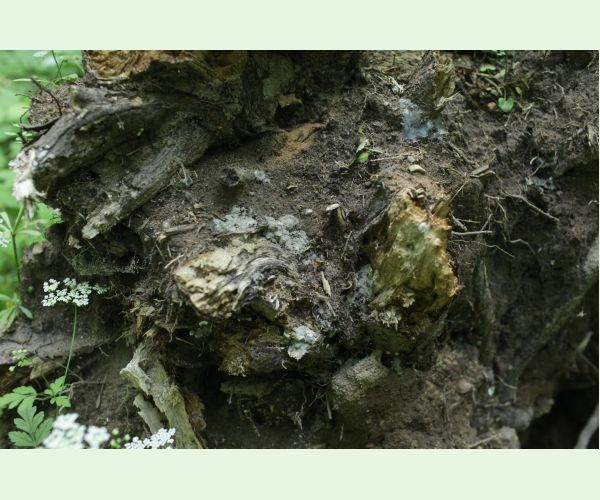 Kretzschmaria deusta