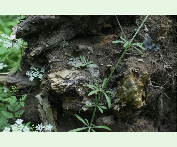 Kretzschmaria deusta