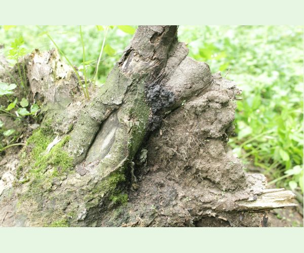 Kretzschmaria deusta