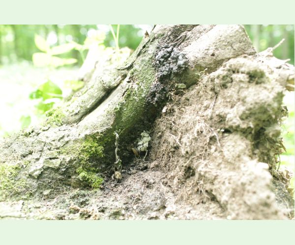 Kretzschmaria deusta