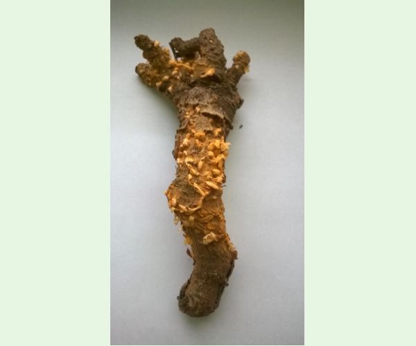 Cronartium flaccidum