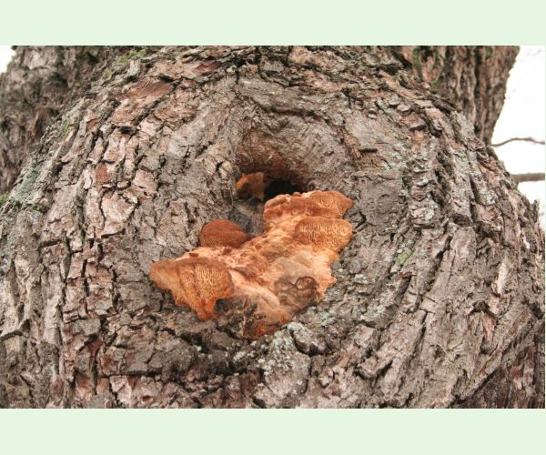 Daedalea quercina