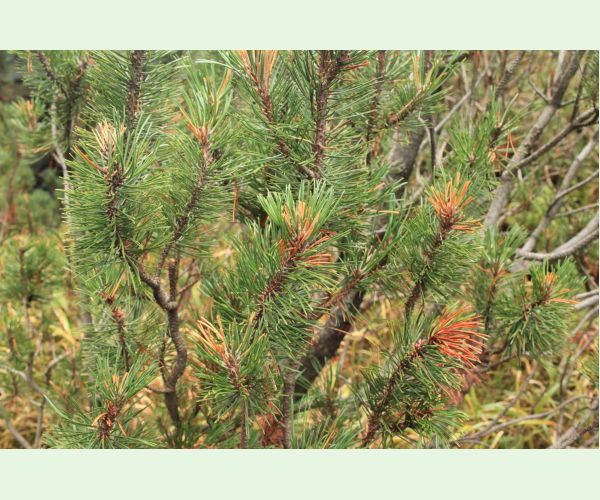 Thecodiplosis brachyntera