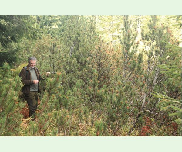 Thecodiplosis brachyntera