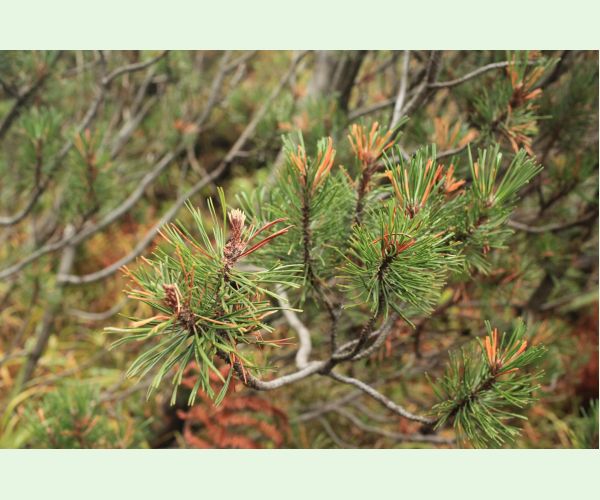 Thecodiplosis brachyntera