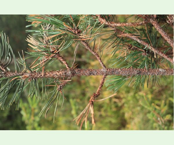 Thecodiplosis brachyntera