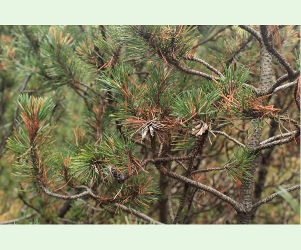 Thecodiplosis brachyntera