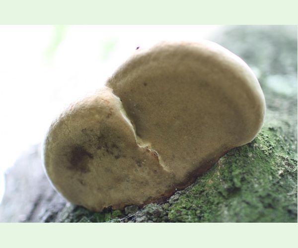 Phellinus robustus
