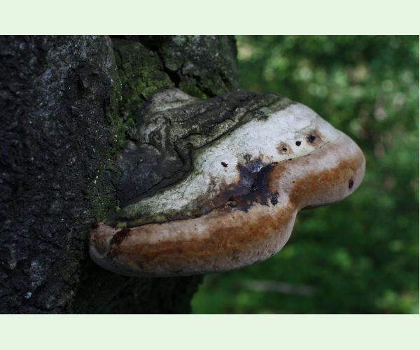 Phellinus robustus