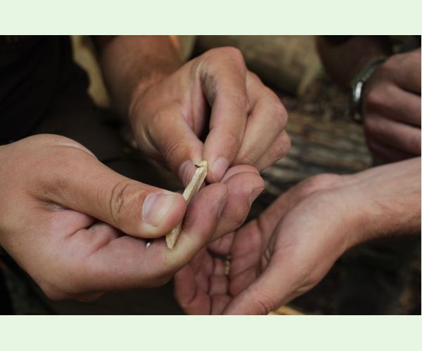 Xylosandrus germanus