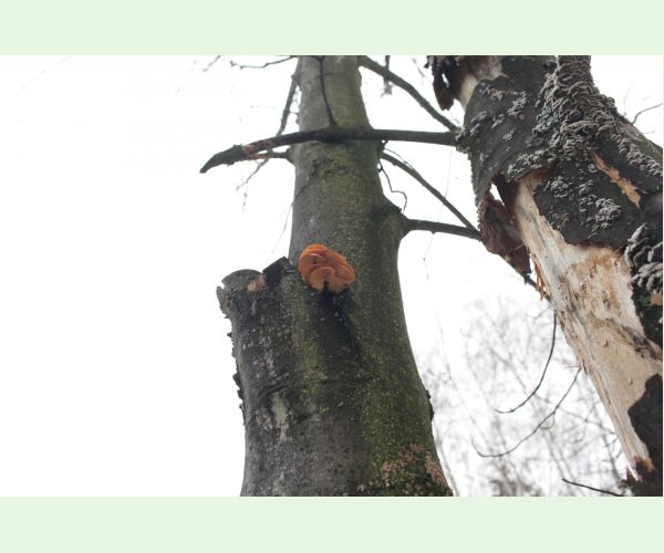 Flammulina velutipes