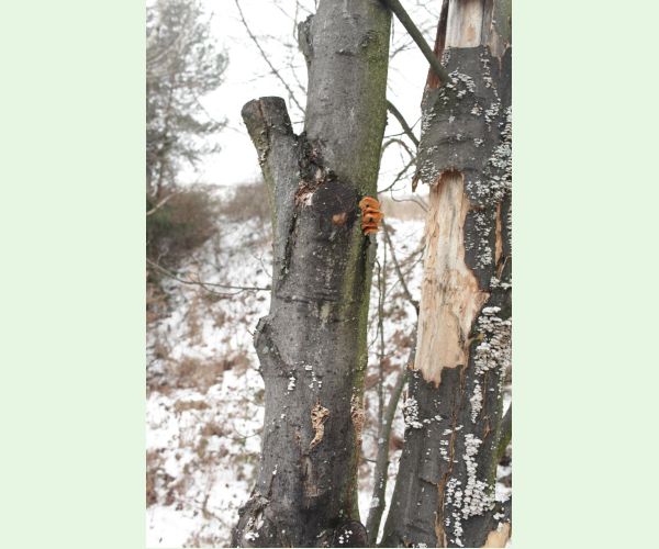 Flammulina velutipes