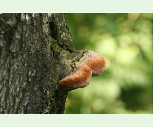 Phellinus robustus