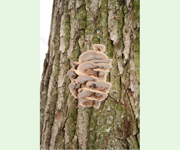 Bjerkandera fumosa