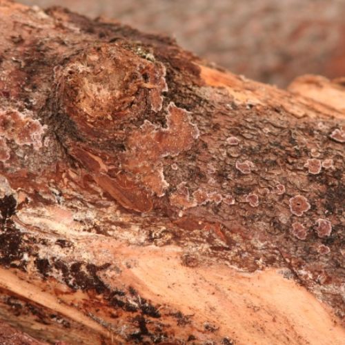 Trichaptum abietinum