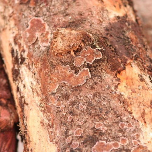 Trichaptum abietinum