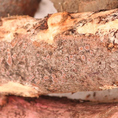 Trichaptum abietinum