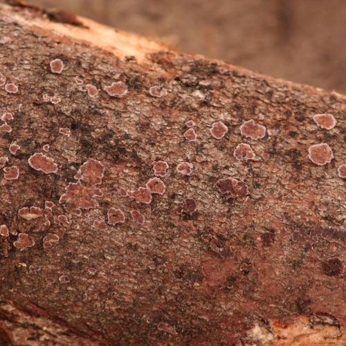 Trichaptum abietinum