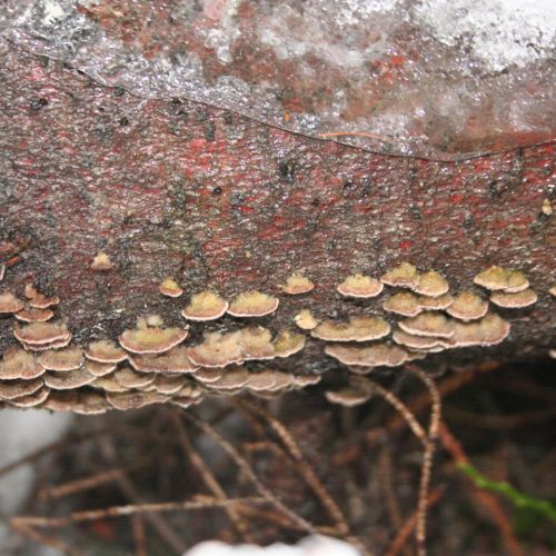 Trichaptum abietinum