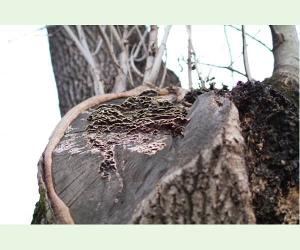 Auricularia mesenterica