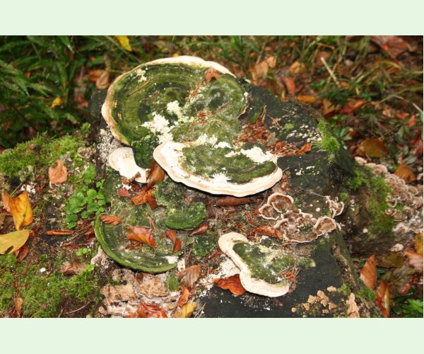 Trametes gibbosa