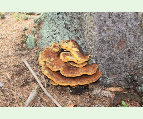 Phaeolus schweinitzii