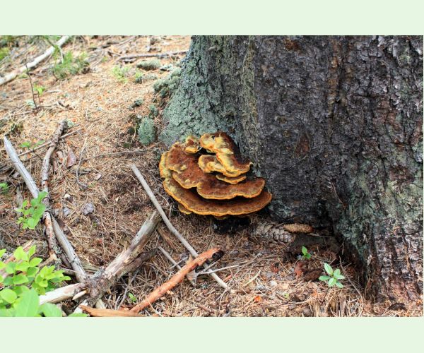 Phaeolus schweinitzii