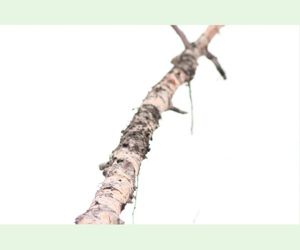 Daldinia concentrica