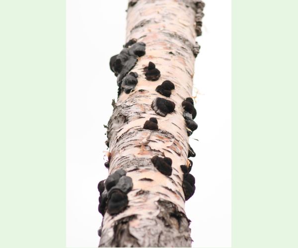 Daldinia concentrica