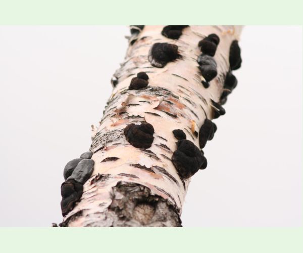 Daldinia concentrica