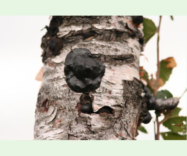 Daldinia concentrica