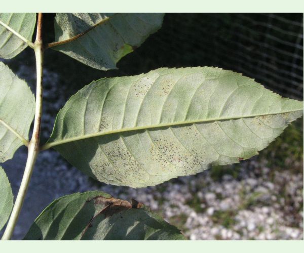 Phyllactinia fraxini