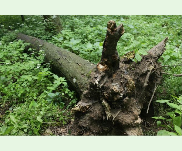 Kretzschmaria deusta