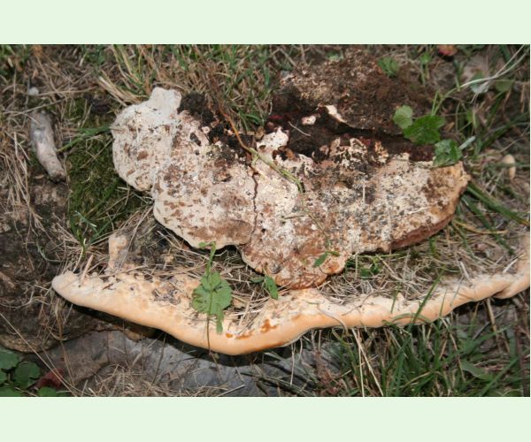 Perenniporia fraxinea