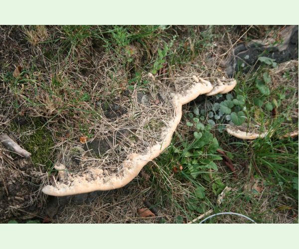 Perenniporia fraxinea