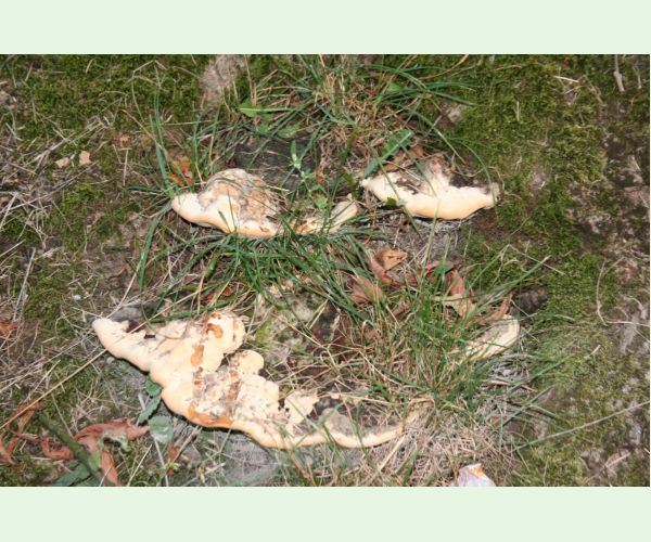 Perenniporia fraxinea