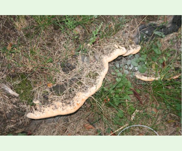 Perenniporia fraxinea