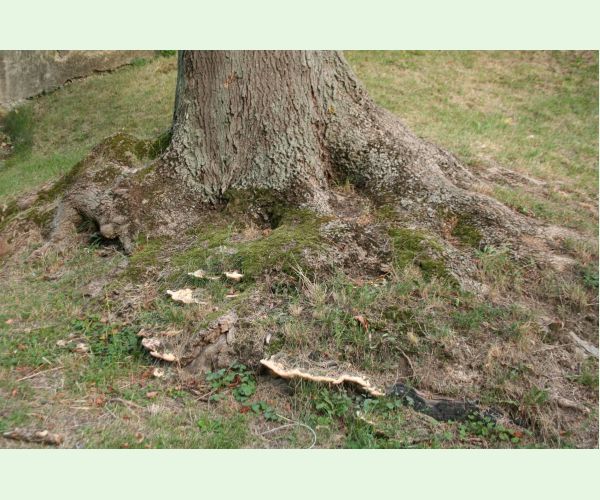 Perenniporia fraxinea